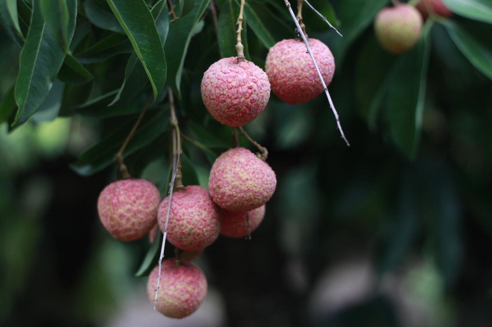 22 Trivia Questions & Answers From Boogers To Black Forest Quiz Lychee