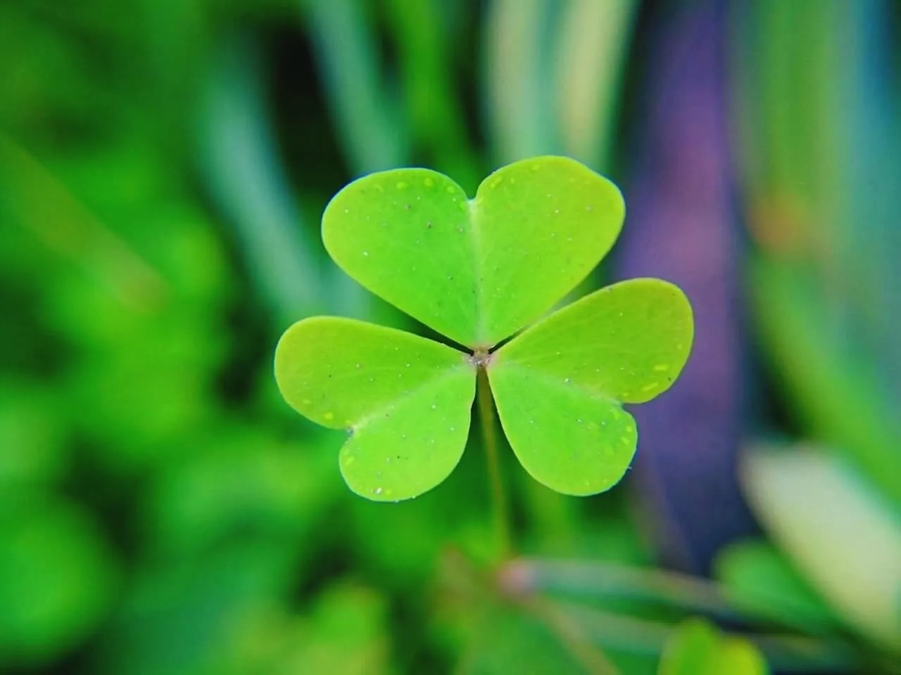 St. Patrick's Day Trivia Quiz Shamrock