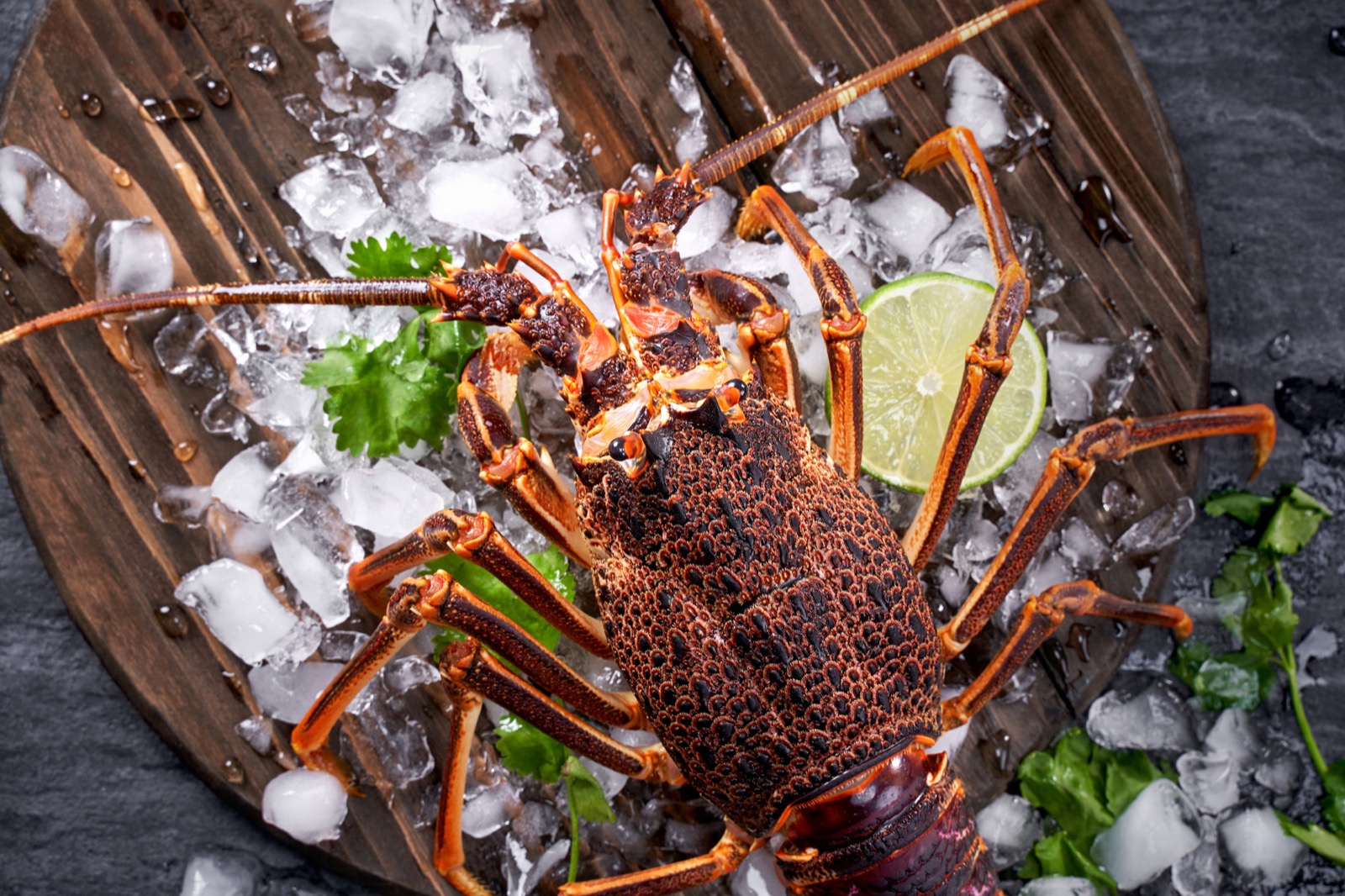 This Animal Quiz Might Not Be Hardest One You've Ever Taken, But It Certainly Isn't Easy Rock lobster