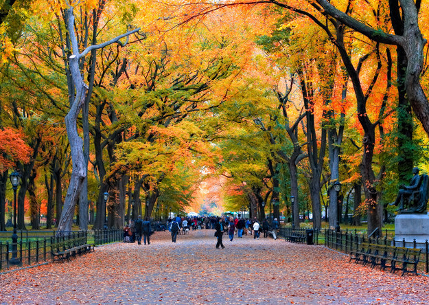 Am I A Morning Or Night Person? Central Park in autumn or fall