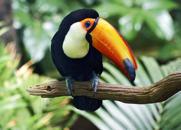 Can We Accurately Guess Your Zodiac Element Just by the Team of Animals You Build? Toucan