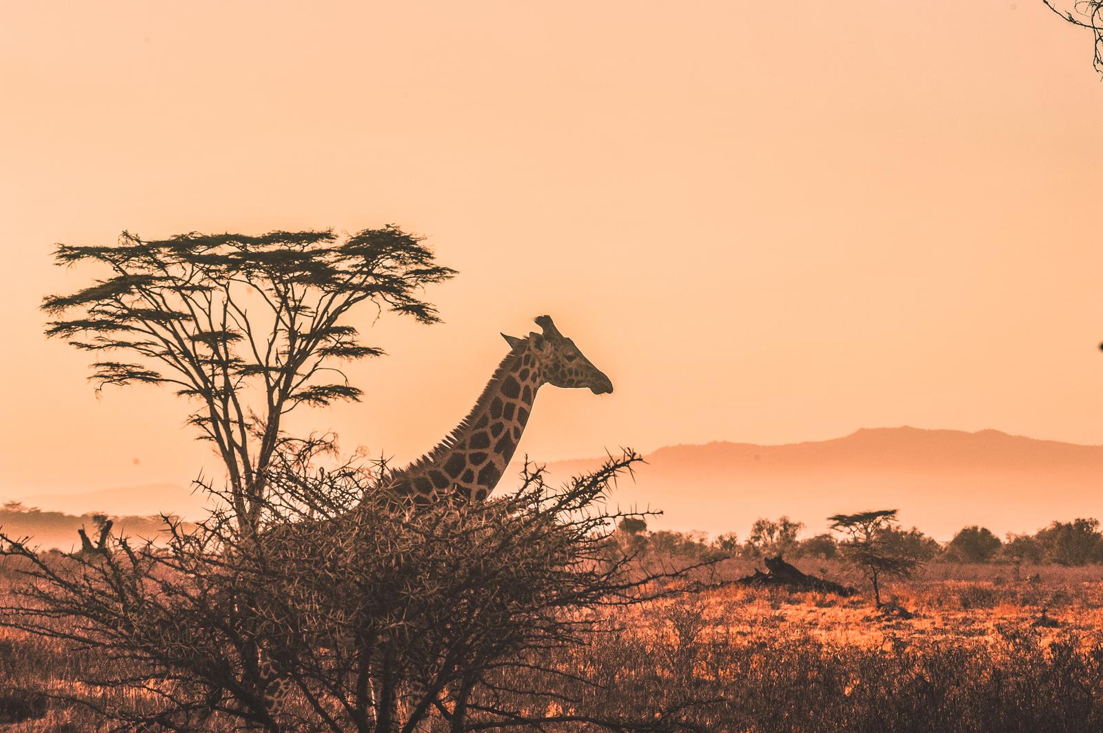 This Travel Quiz Is Scientifically Designed to Determine the Time Period You Belong in Kenya