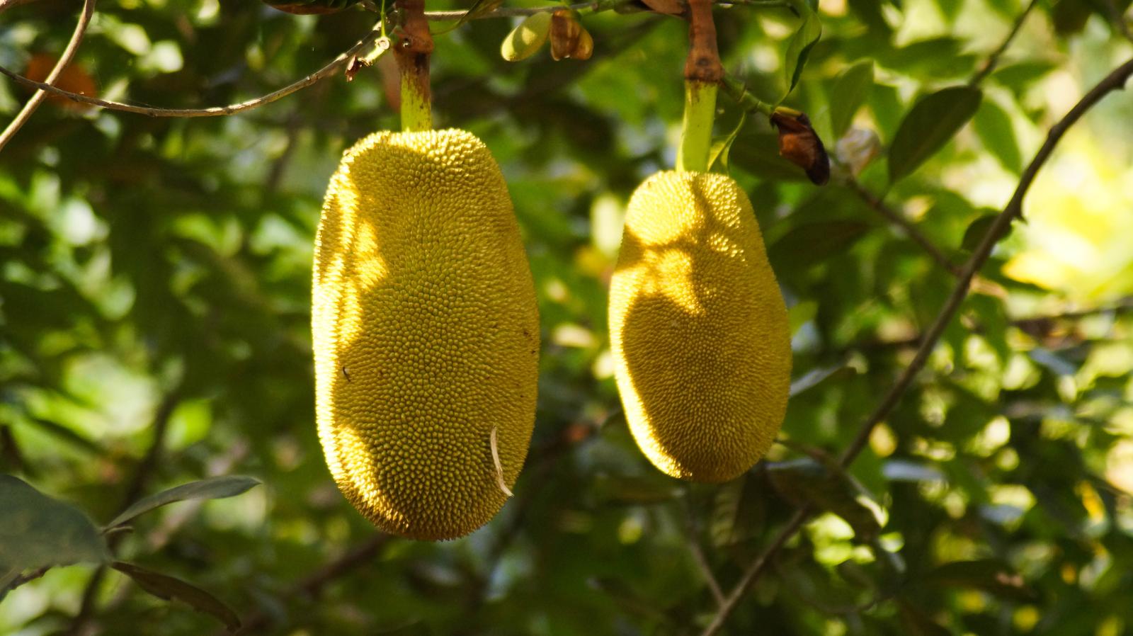 Wanna Know What People Love About You? Eat Nothing But … Quiz Jackfruit
