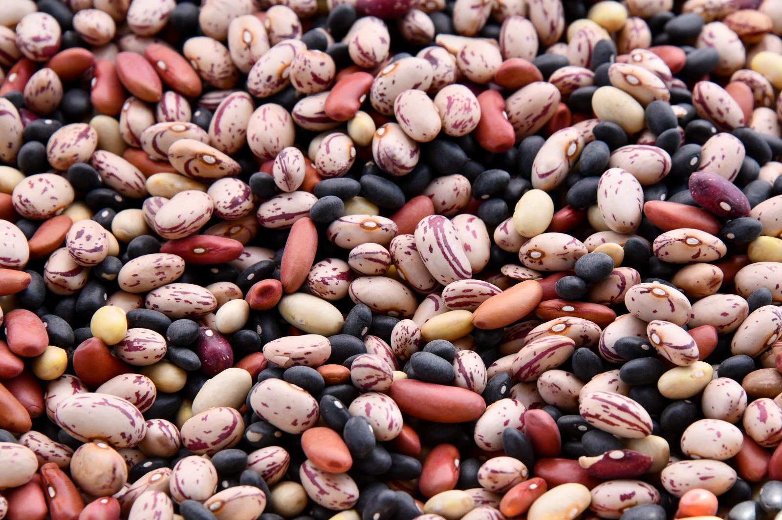 World Food Day Quiz Beans