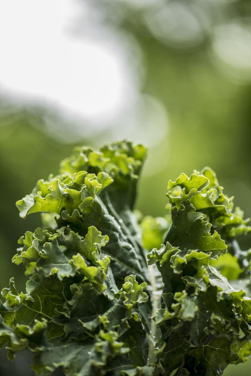 Build Burger & I'll Reveal Condiment That Is You Quiz Kale