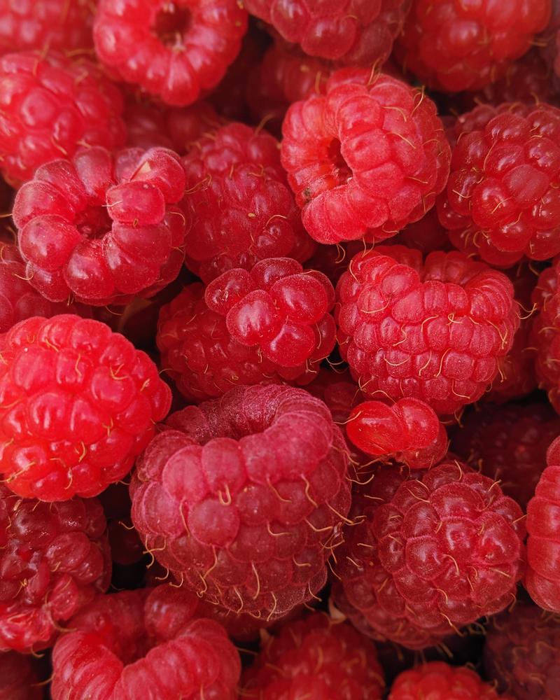 Fall Food Trivia Raspberries