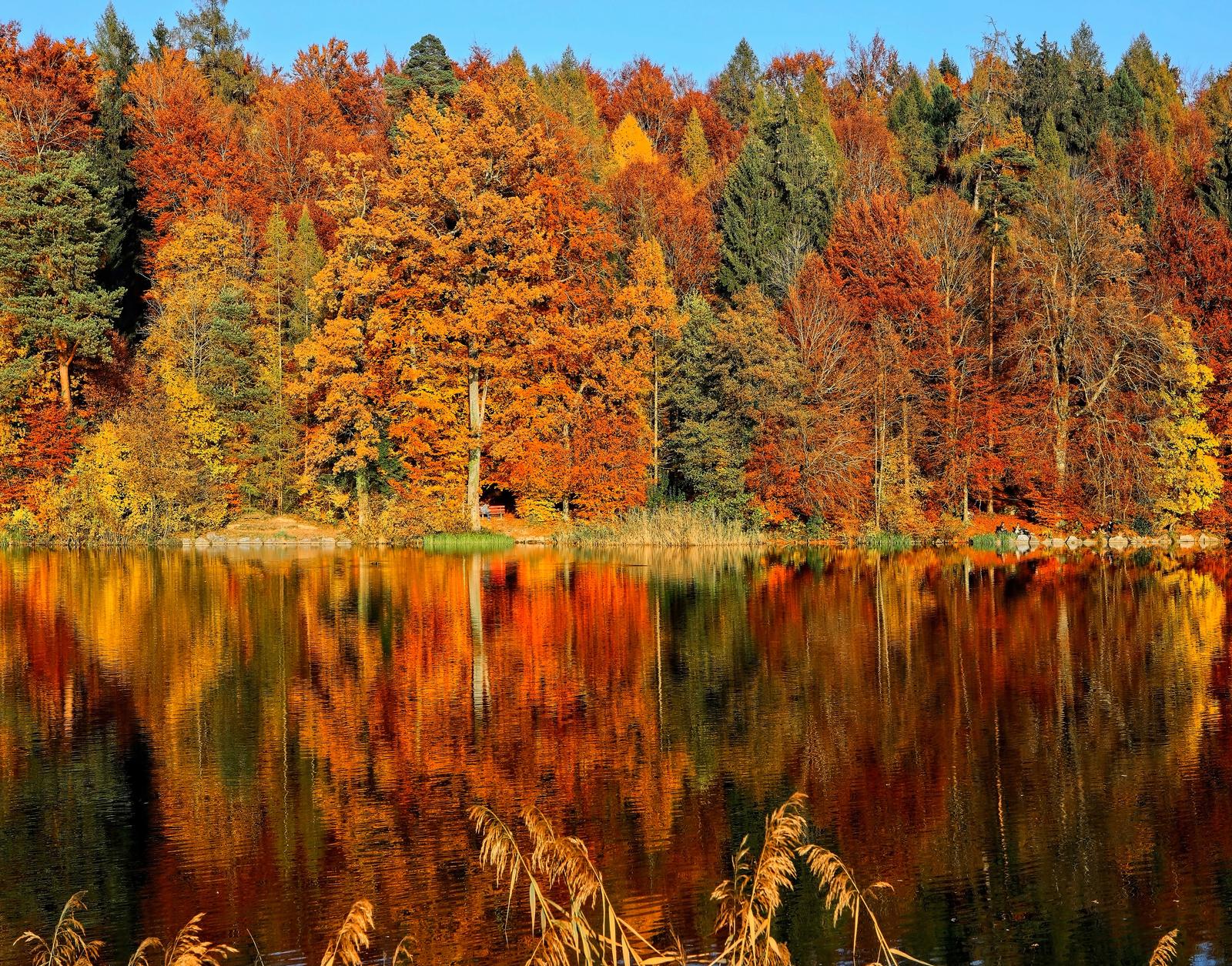 Plan Trip To Canada To Know Which Dog Breed Suits You B… Quiz Fall