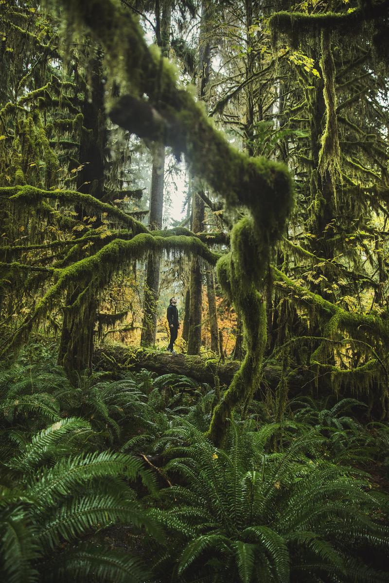 Are You A Desert, Forest, Mountain, Or Ocean? Quiz Amazon Rainforest