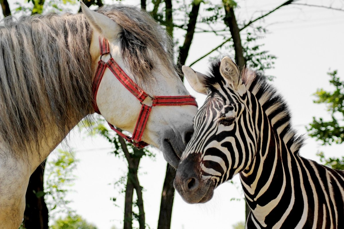 Zebra horse zorse