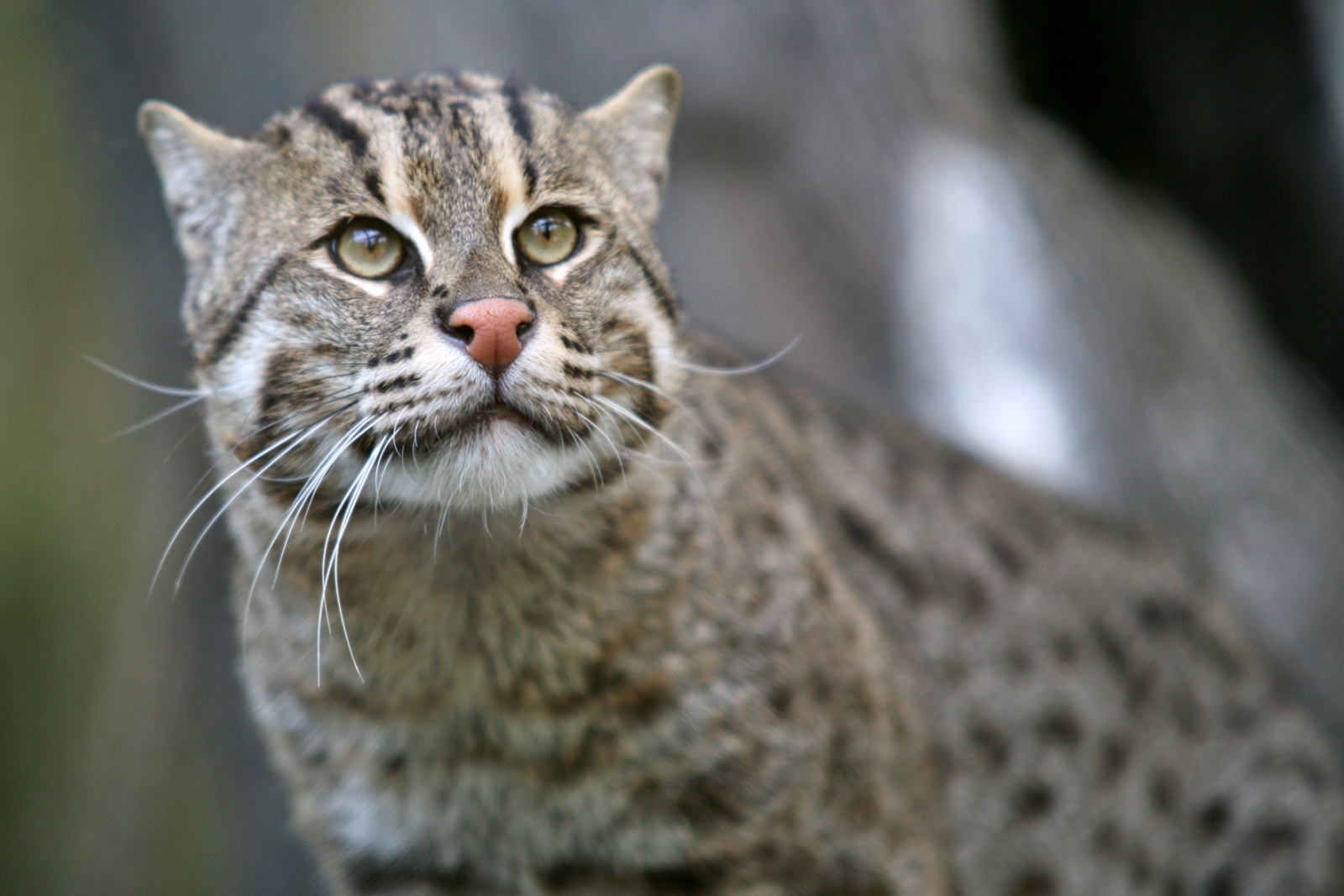 Do You Know Enough About Science To Answer 19 Of 25 Que… Quiz Cats