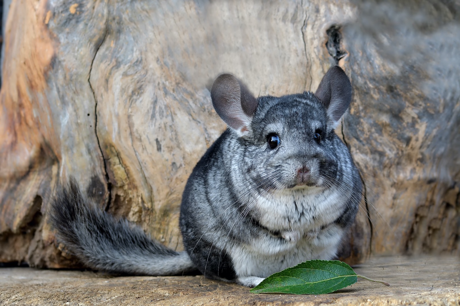 Can You Beat Your Friends in This Quiz That’s All About Animals? Chinchilla