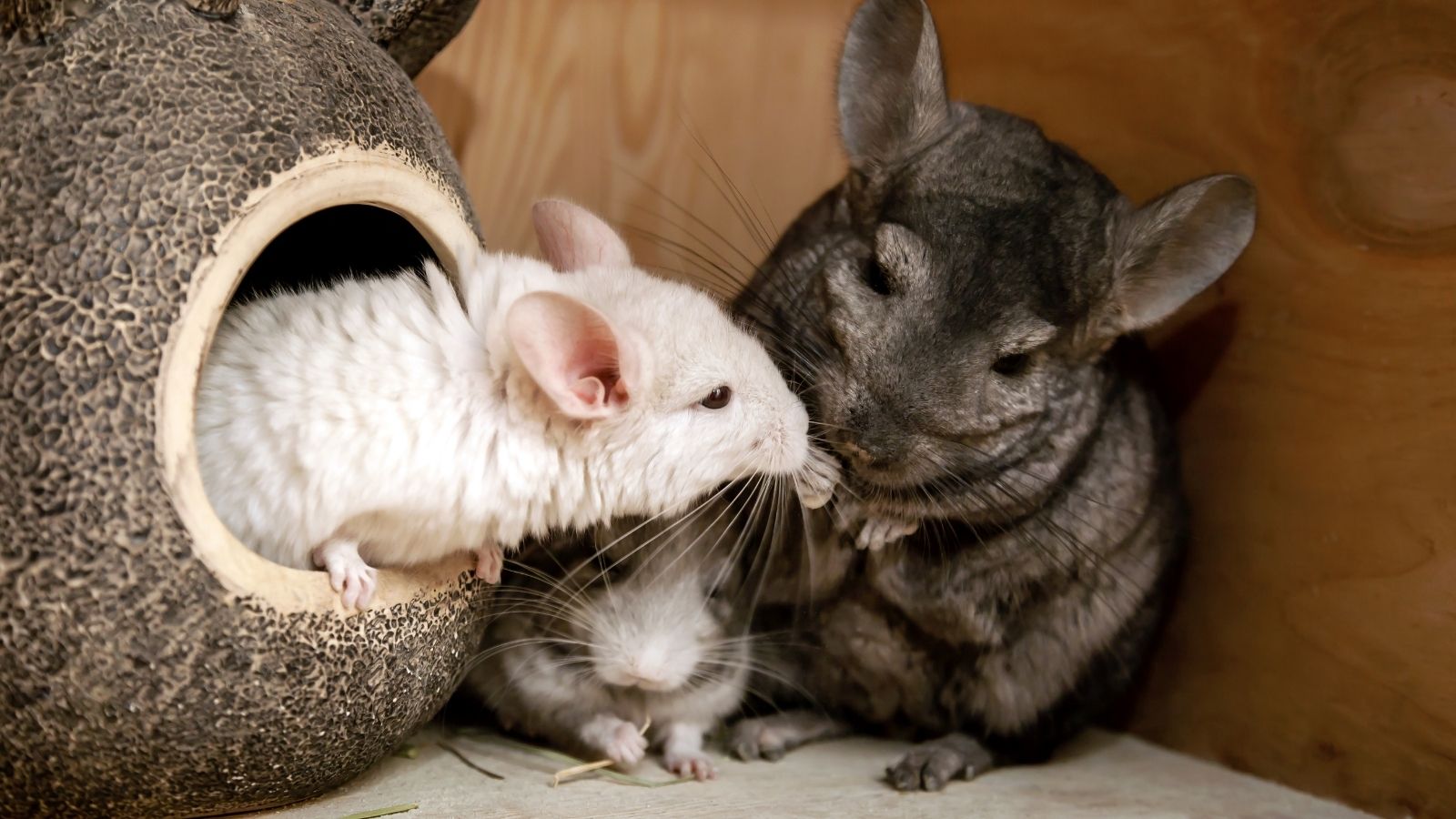 🐒 If You Can Answer 18 of These 24 Animal Questions Correctly, You Likely Know More Than Most People Chinchilla rodent