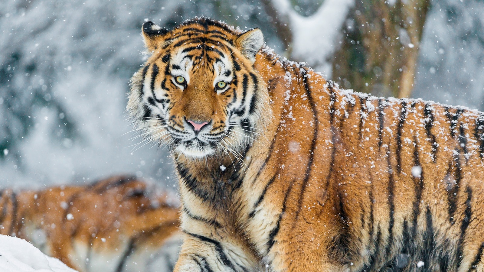 Maybe True, Maybe Not! Do You Know Which Of These Statements Is True? Siberian Tiger