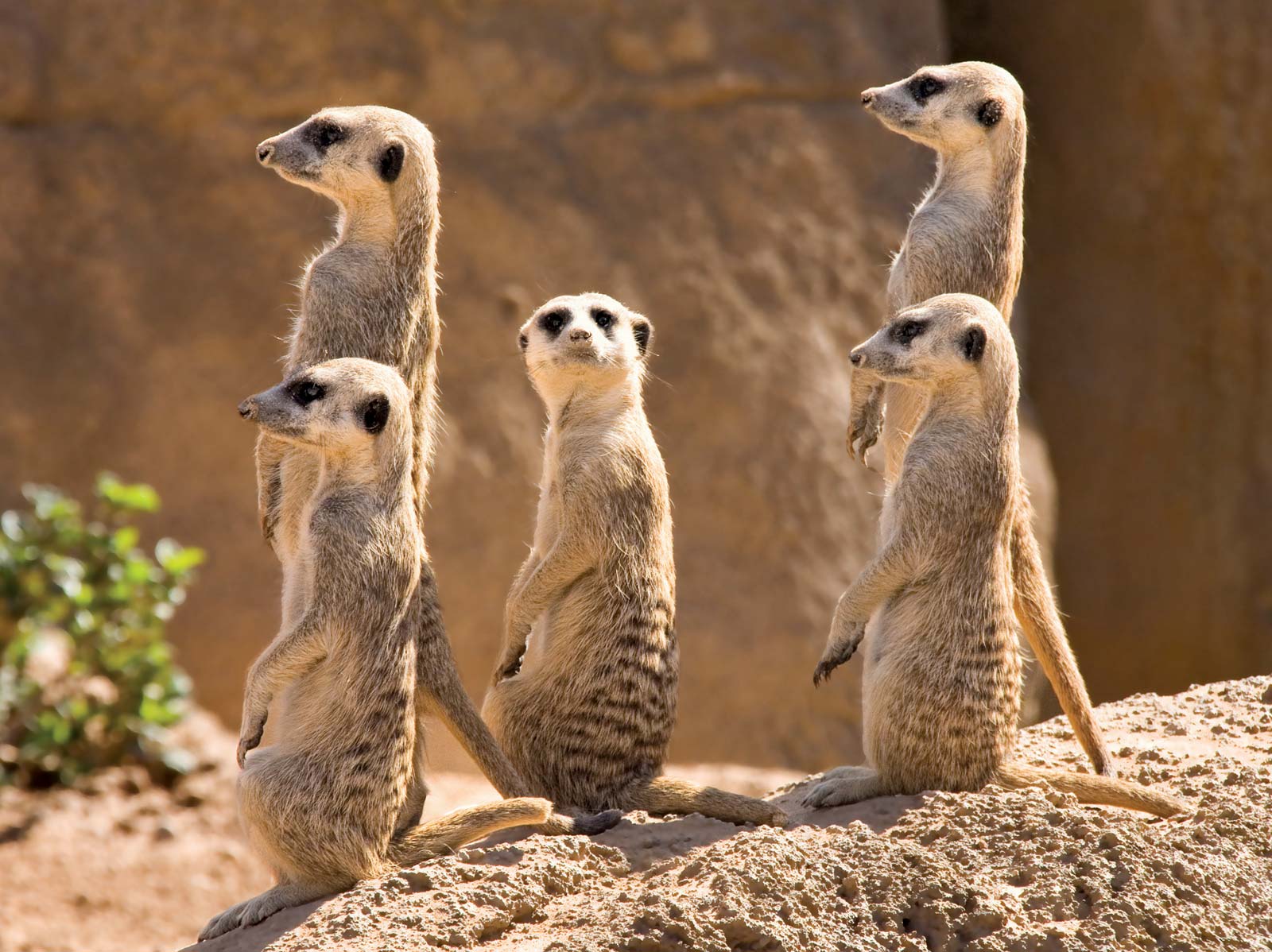 This Animal Quiz Might Not Be Hardest 1 You've Ever Taken, But It Certainly Isn't Easy meerkats