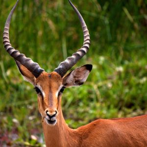 Can We Accurately Guess Your Zodiac Element Just by the Team of Animals You Build? Impala