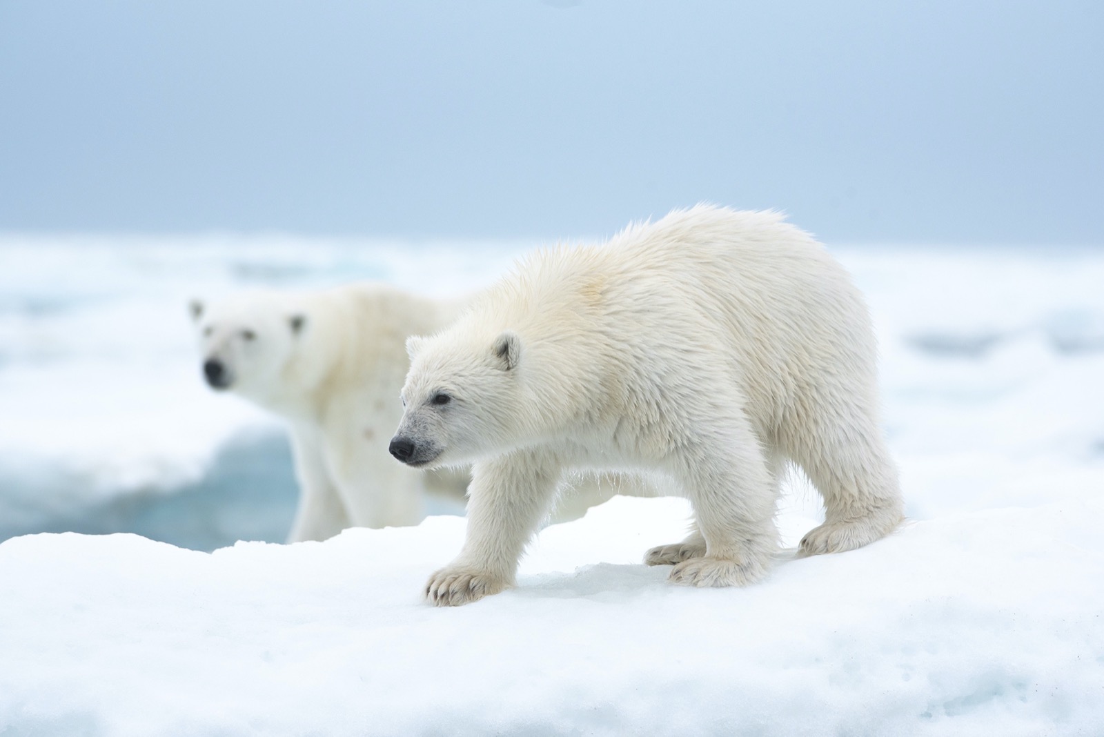 Christmas Trivia Chain Quiz Polar bears