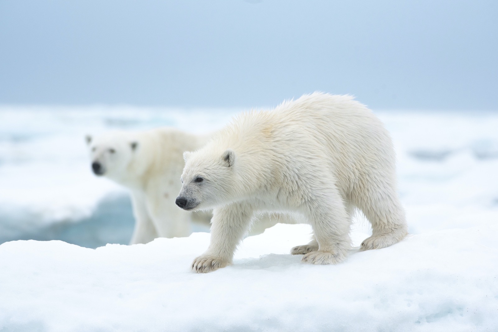 This Animal Quiz Might Not Be Hardest 1 You've Ever Taken, But It Certainly Isn't Easy Polar Bears