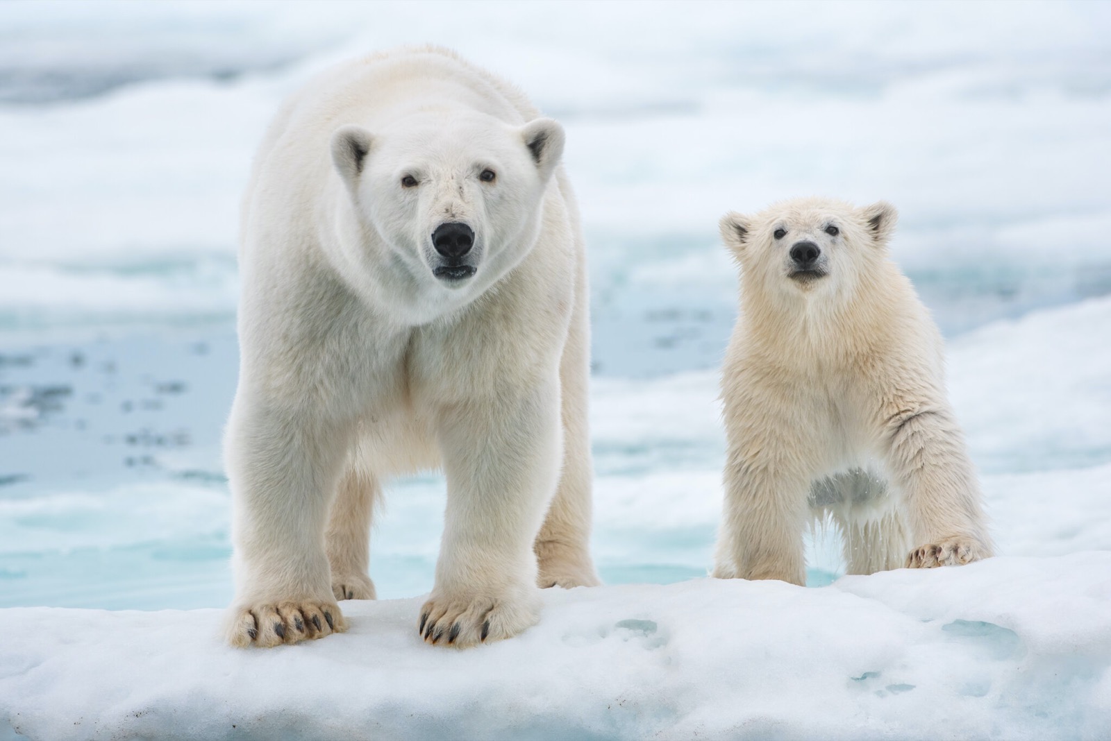 World Animal Day Quiz Polar bear