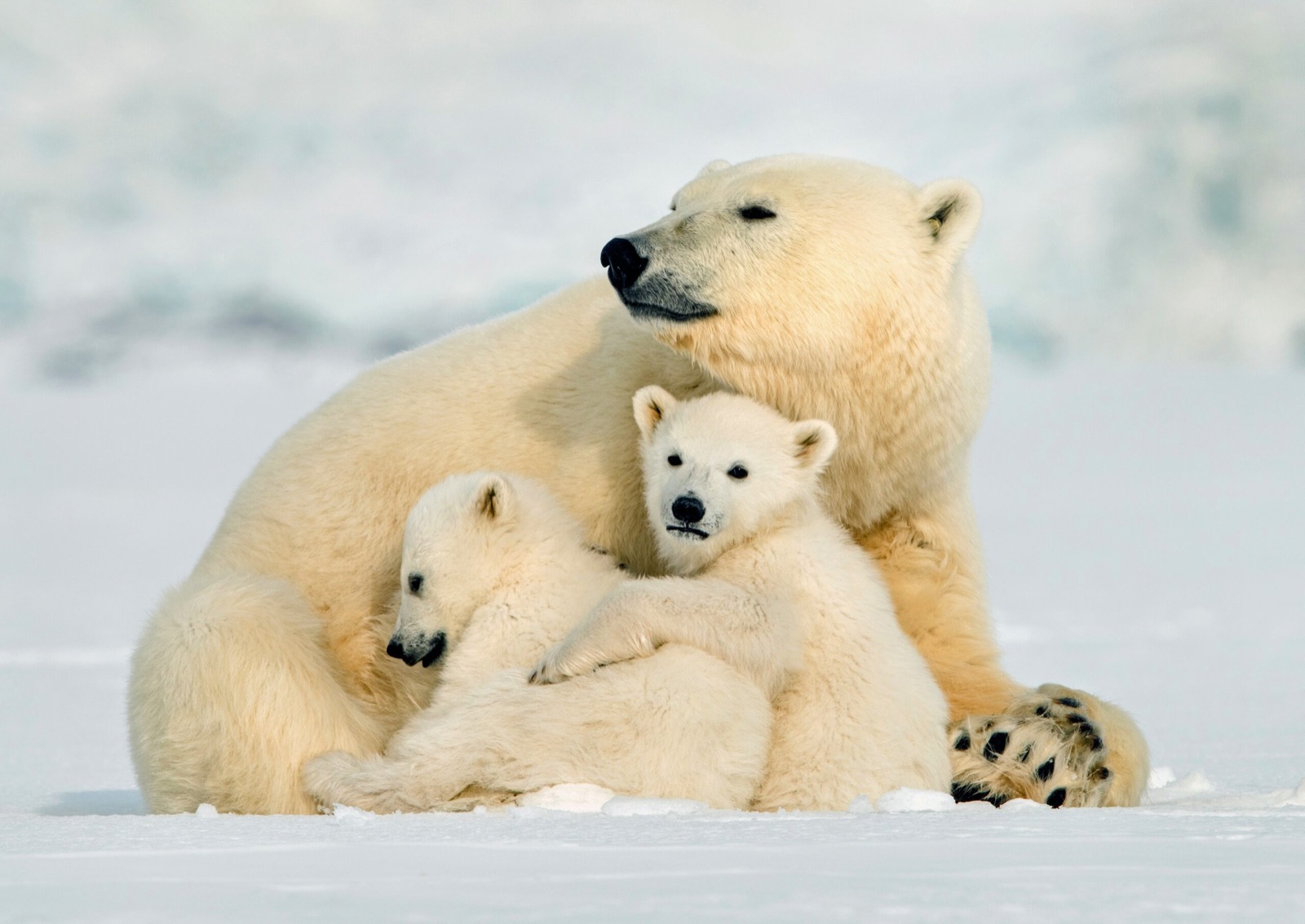 Trivia Quiz: 20-Question Visual Challenge 🧠🔍 Can You Nail It? Polar Bear Cubs