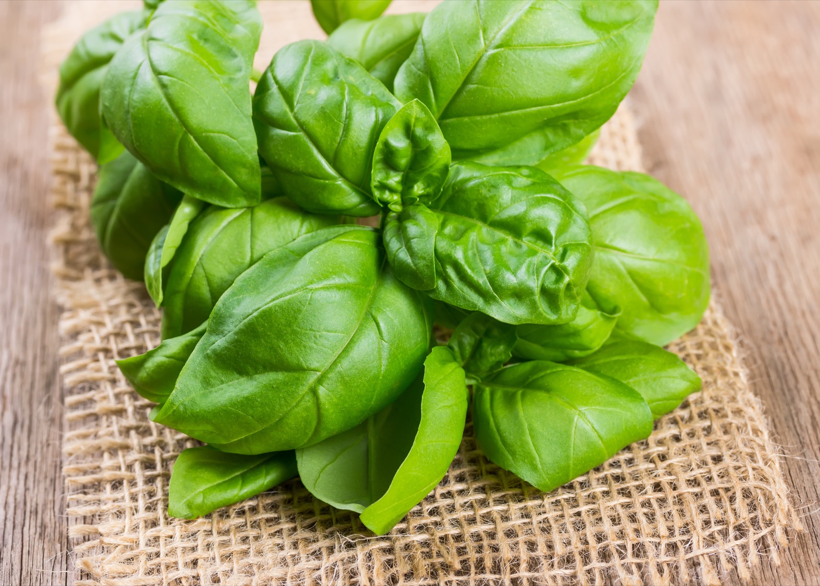 World Pasta Day Quiz Basil