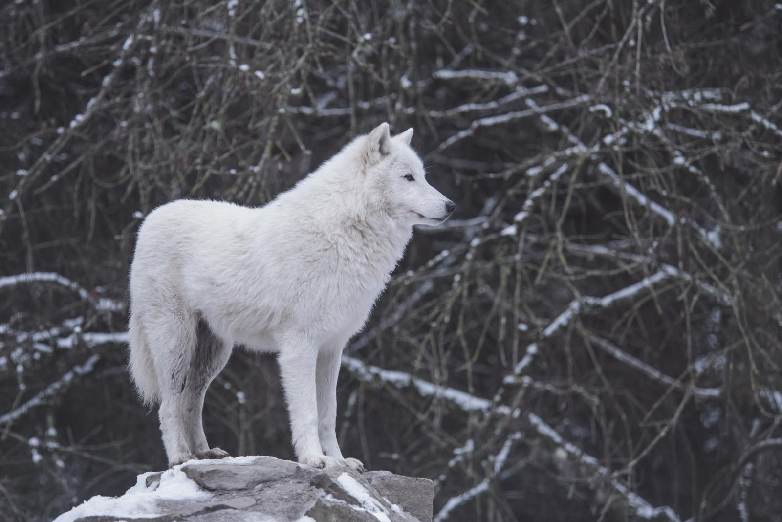 You got: Wolf! Chronotype Quiz – What Is Your Inner Sleep Animal?