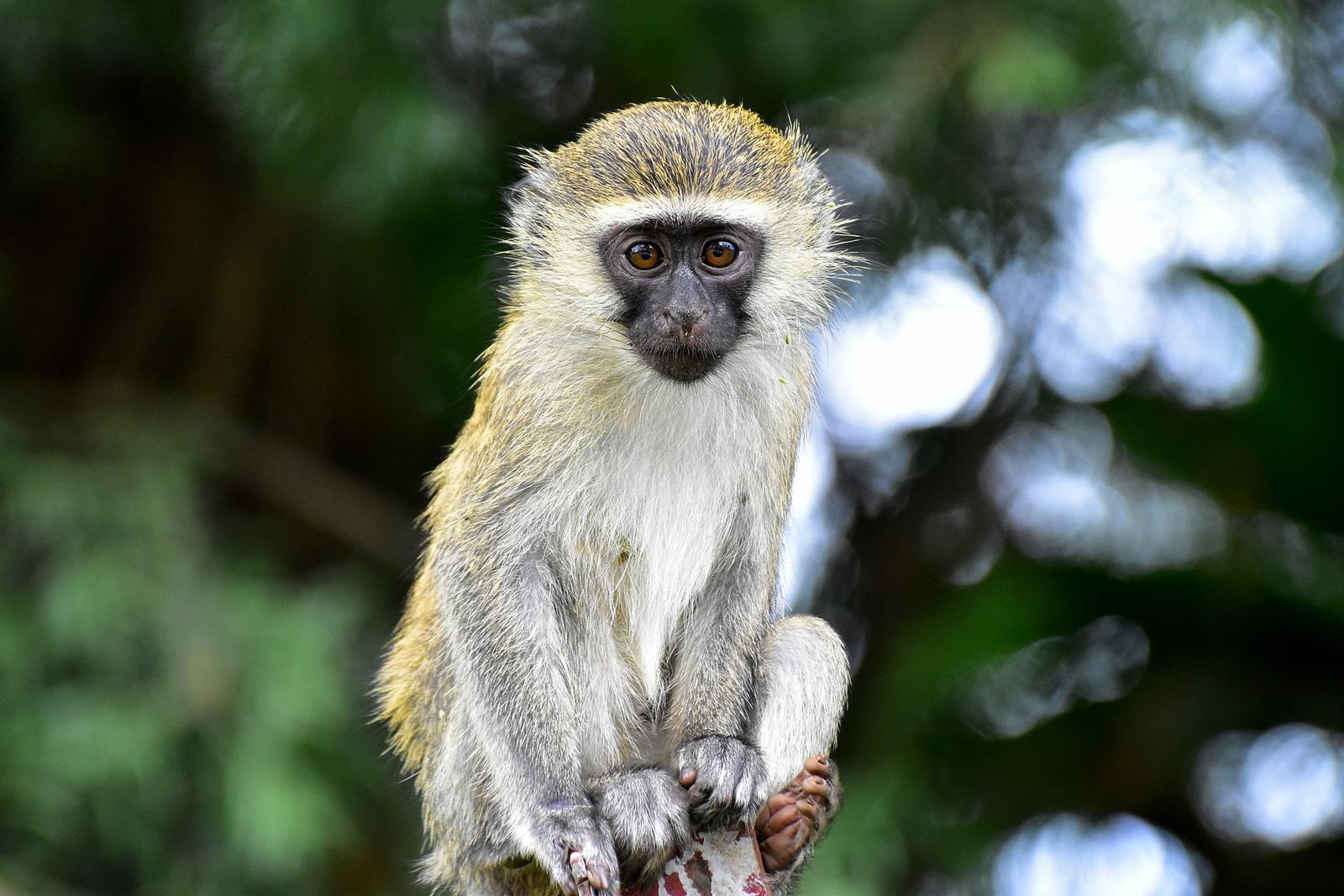 Alphabet Animals Pet Quiz Vervet monkey