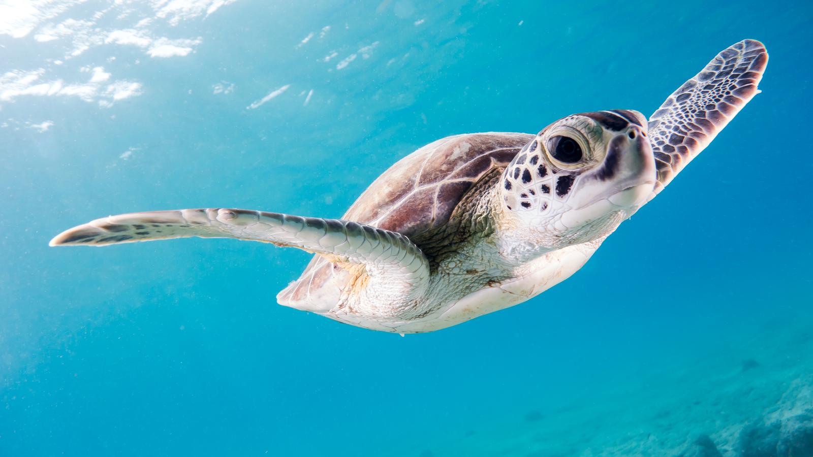 Sea Trivia Turtle