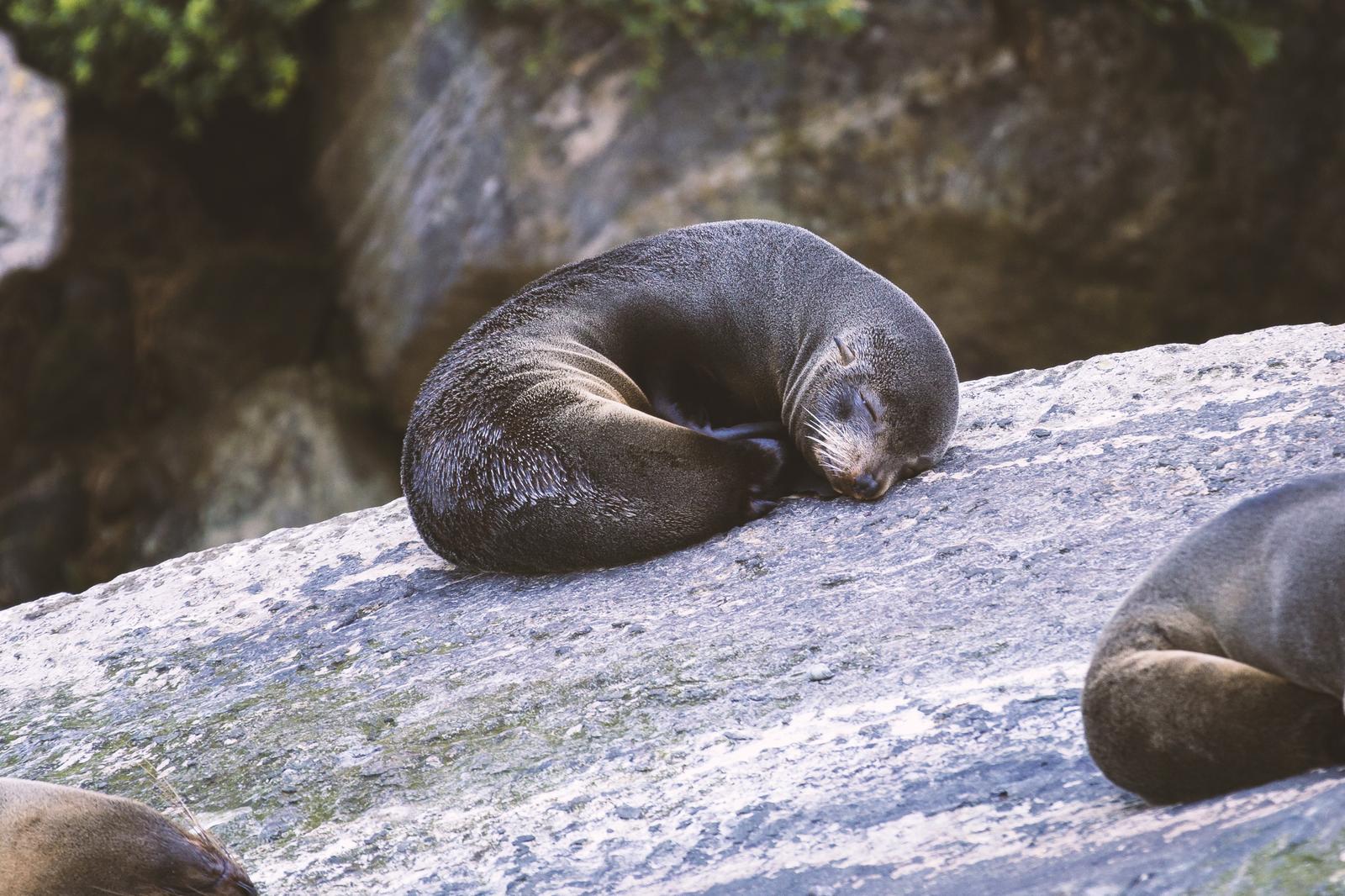 Alphabet Animals Pet Quiz Seal