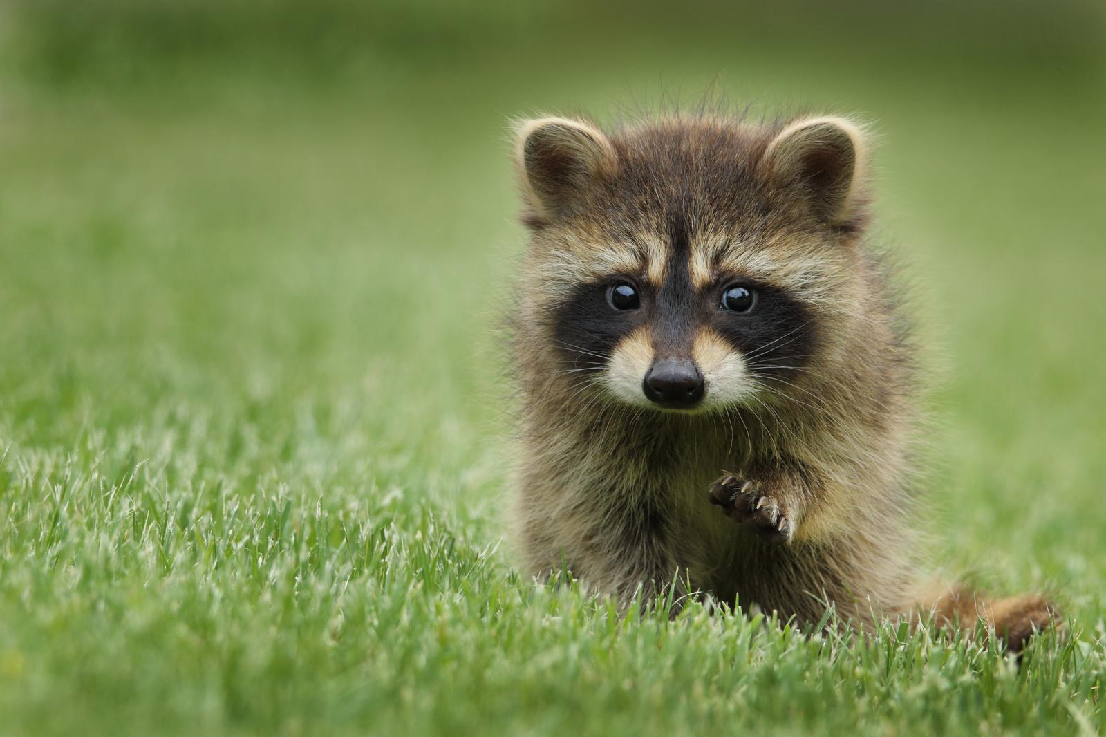 Make Yourself Proud By Passing This Geography Test Raccoon