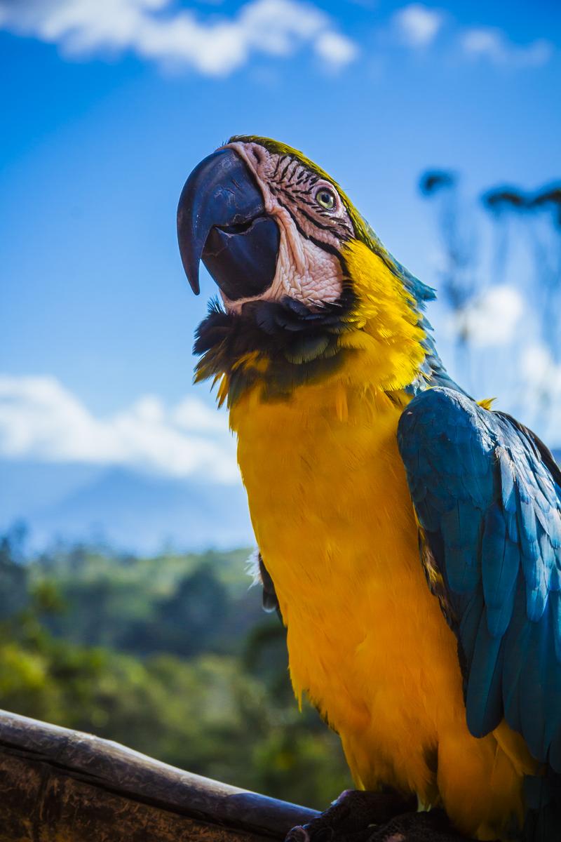Pick Animals & Find Out Your True Season Quiz Macaw