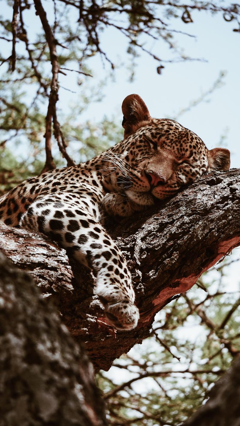 Second Largest Animals Leopard