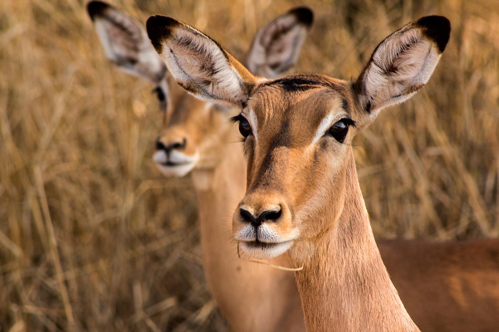 I Trivia Quiz Impala