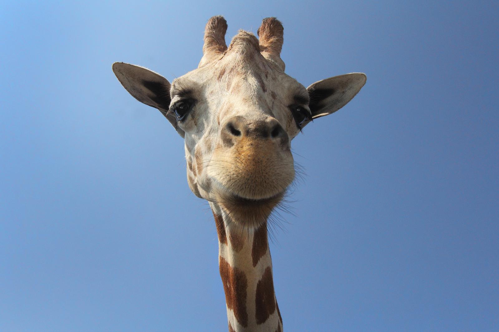 Where You Stand on These Divisive Opinions Will Reveal What People Hate Most About You As tall as a giraffe