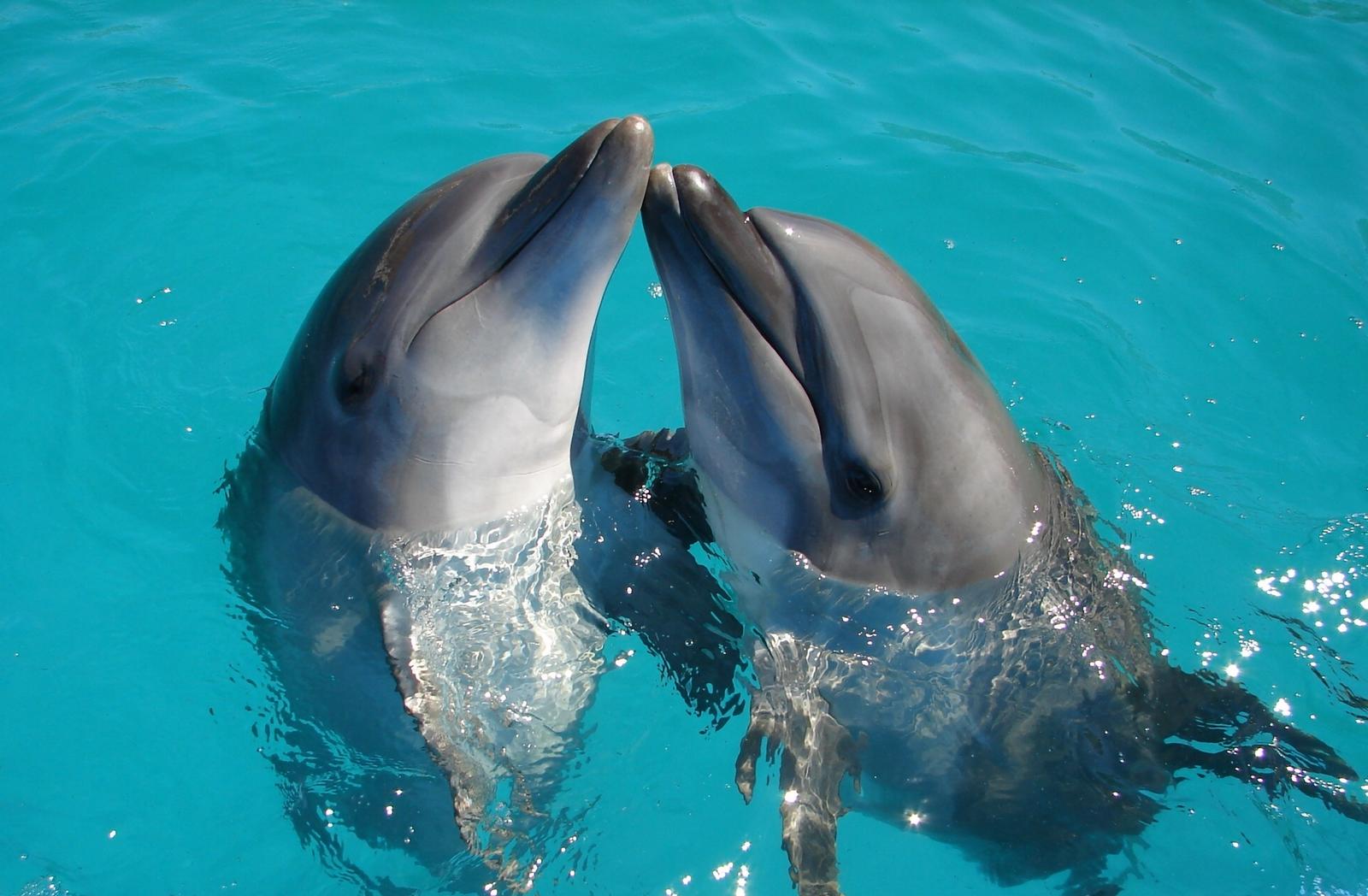 Pick Animals & Find Out Your True Season Quiz Dolphin
