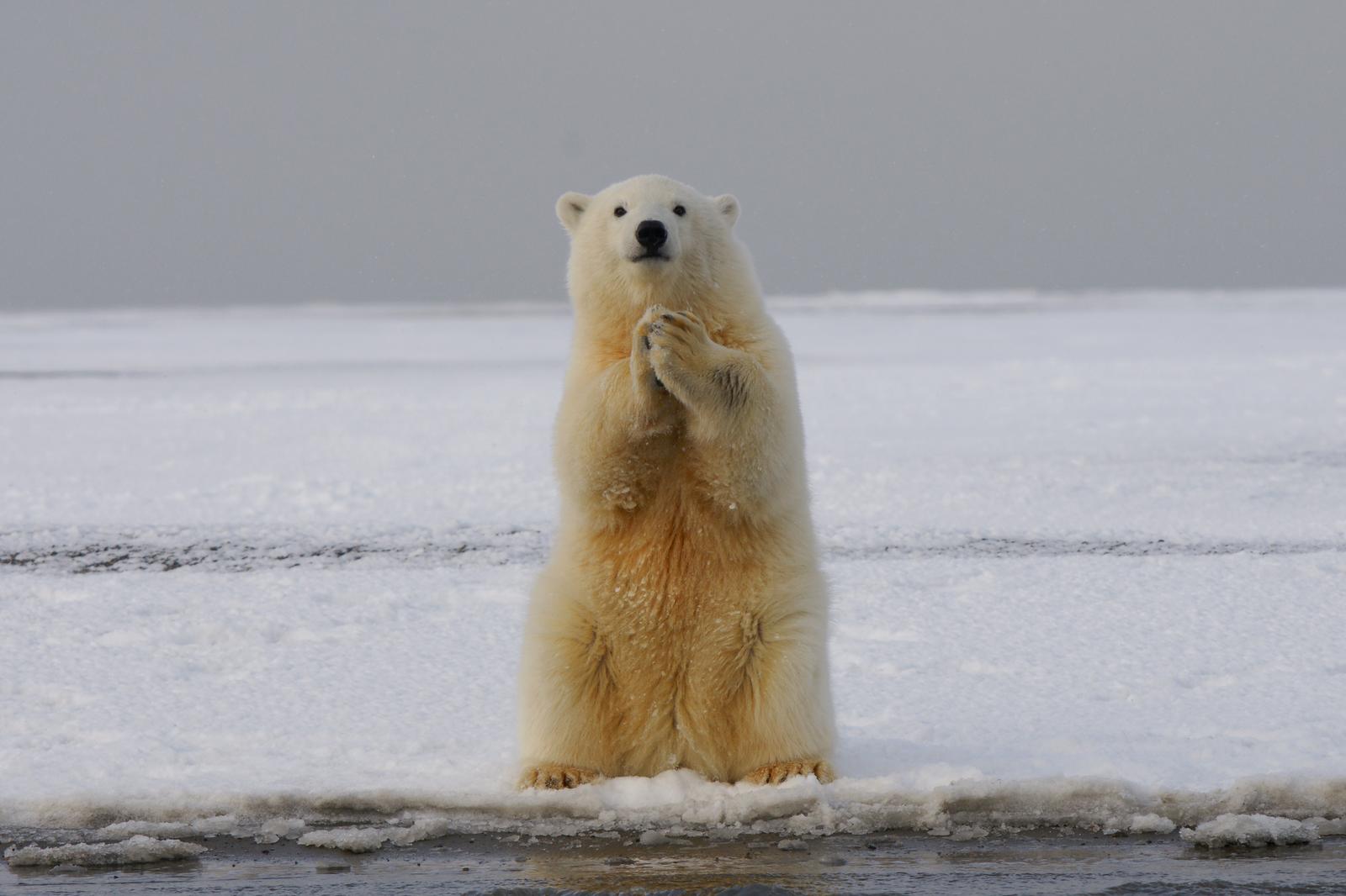 Guess The Book Titles Quiz Bear