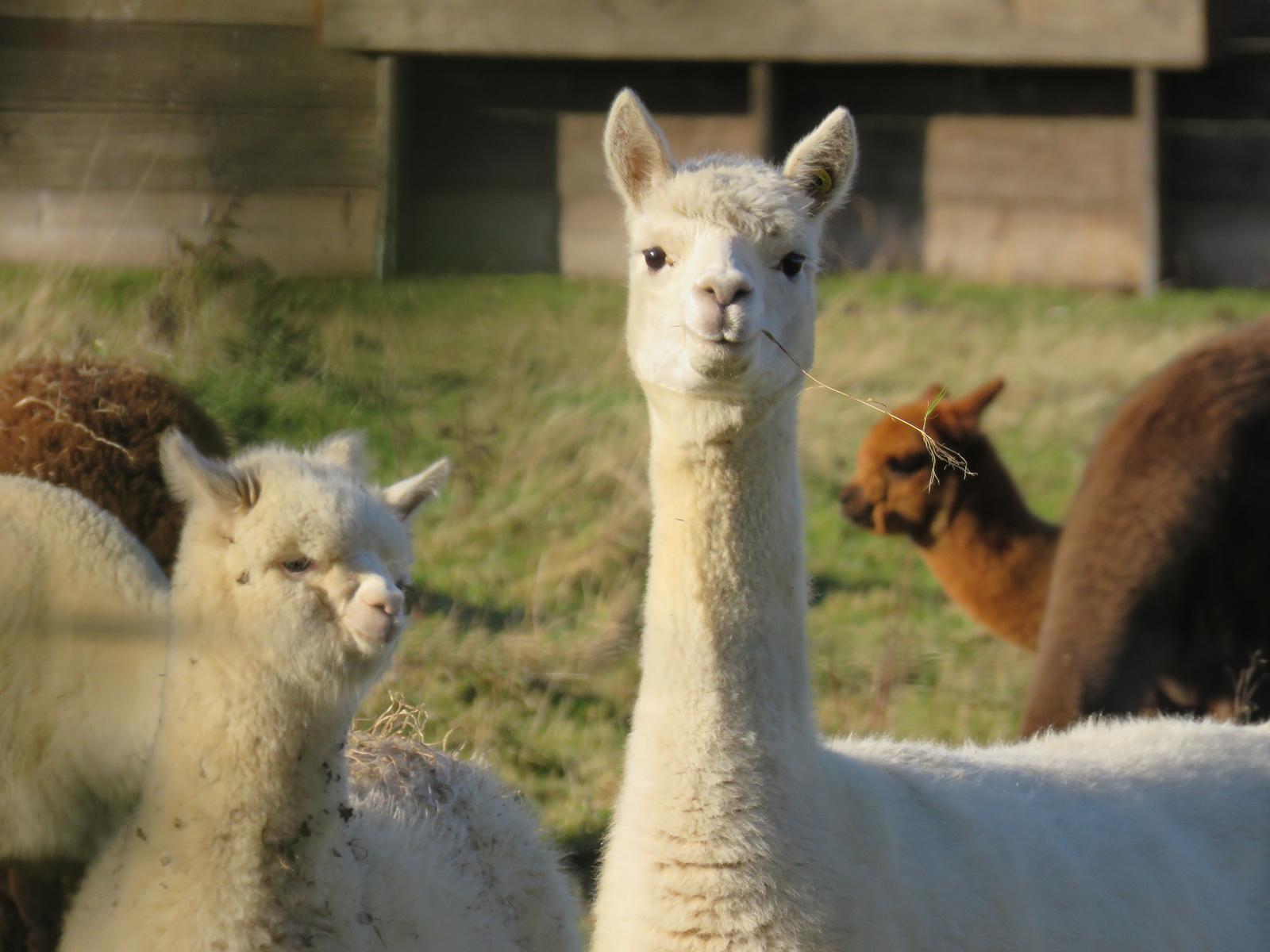 Pick Animals & Find Out Your True Season Quiz Alpaca