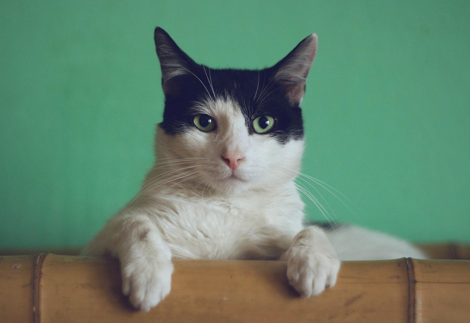 You got: Cat! We’ll Give You a Pet to Adopt Based on the Way You Handle Your Daily Tasks