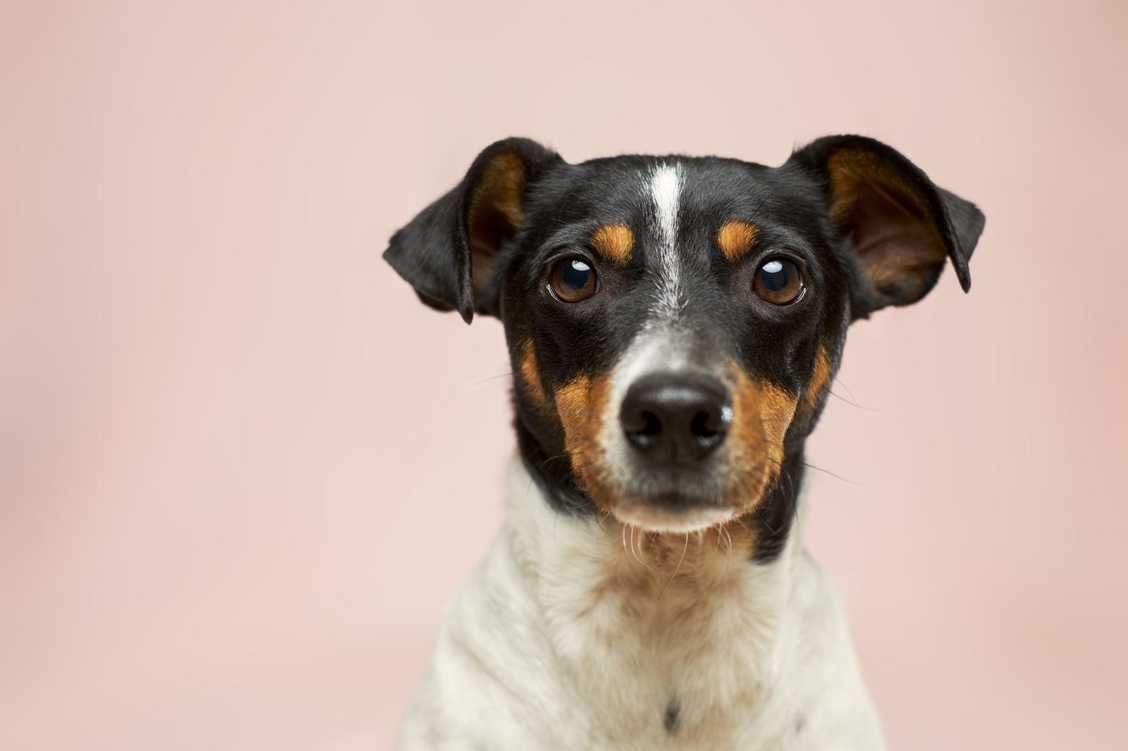 You got: Dog! We’ll Give You a Pet to Adopt Based on the Way You Handle Your Daily Tasks