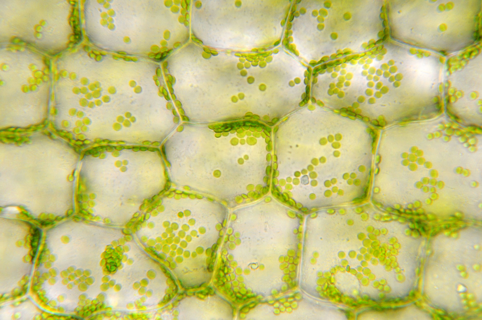 You're Probably Better at Trivia Than You Think, Try An… Quiz Green Chloroplasts In Plant Cells