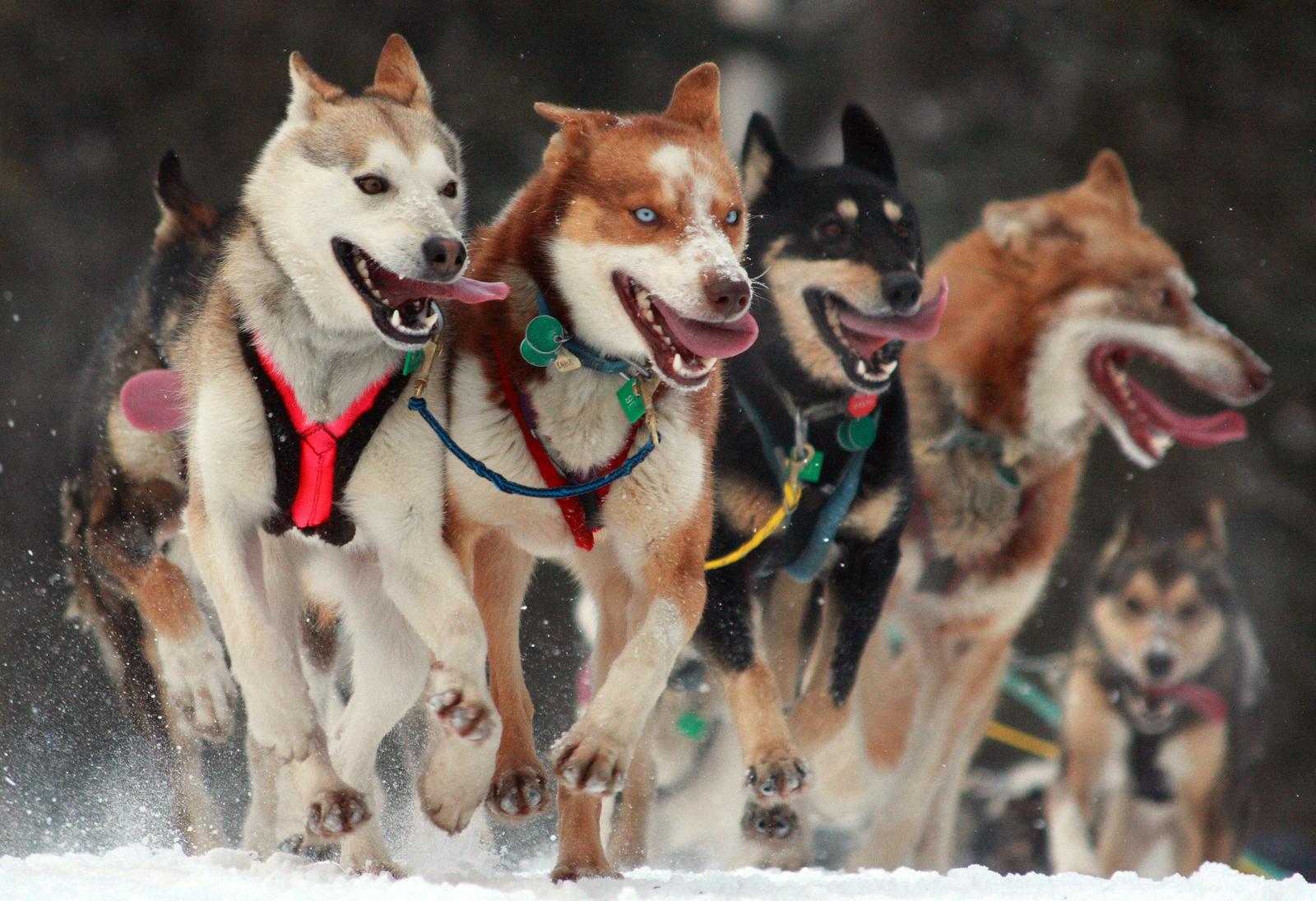 Christmas Trivia Chain Quiz Sled dogs
