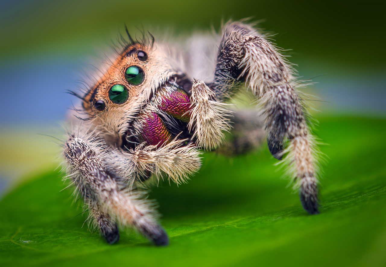 Foods Named After Animals Quiz Spider