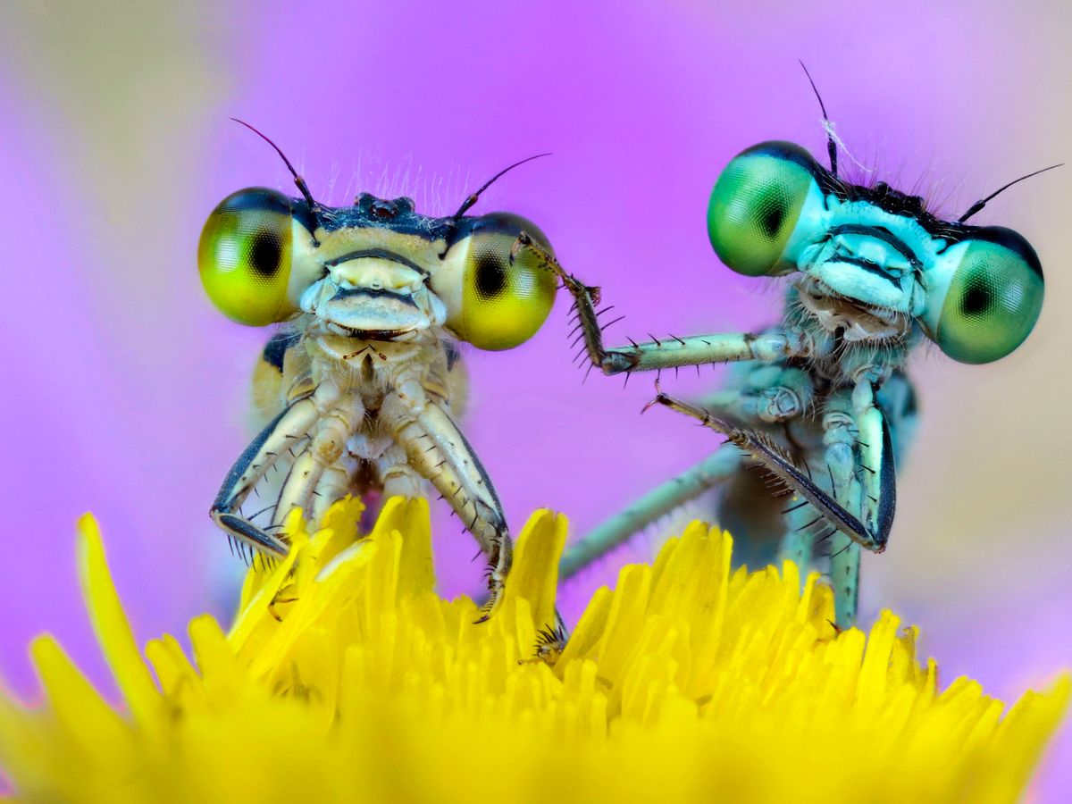 Silver Trivia Quiz Insect