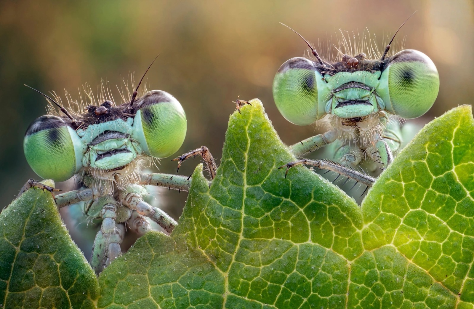 This Animal Quiz Might Not Be Hardest 1 You've Ever Taken, But It Certainly Isn't Easy Damselfly Insects bugs