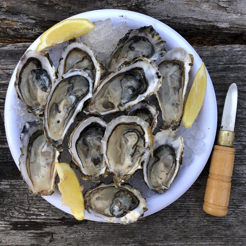 O Trivia Quiz Oysters