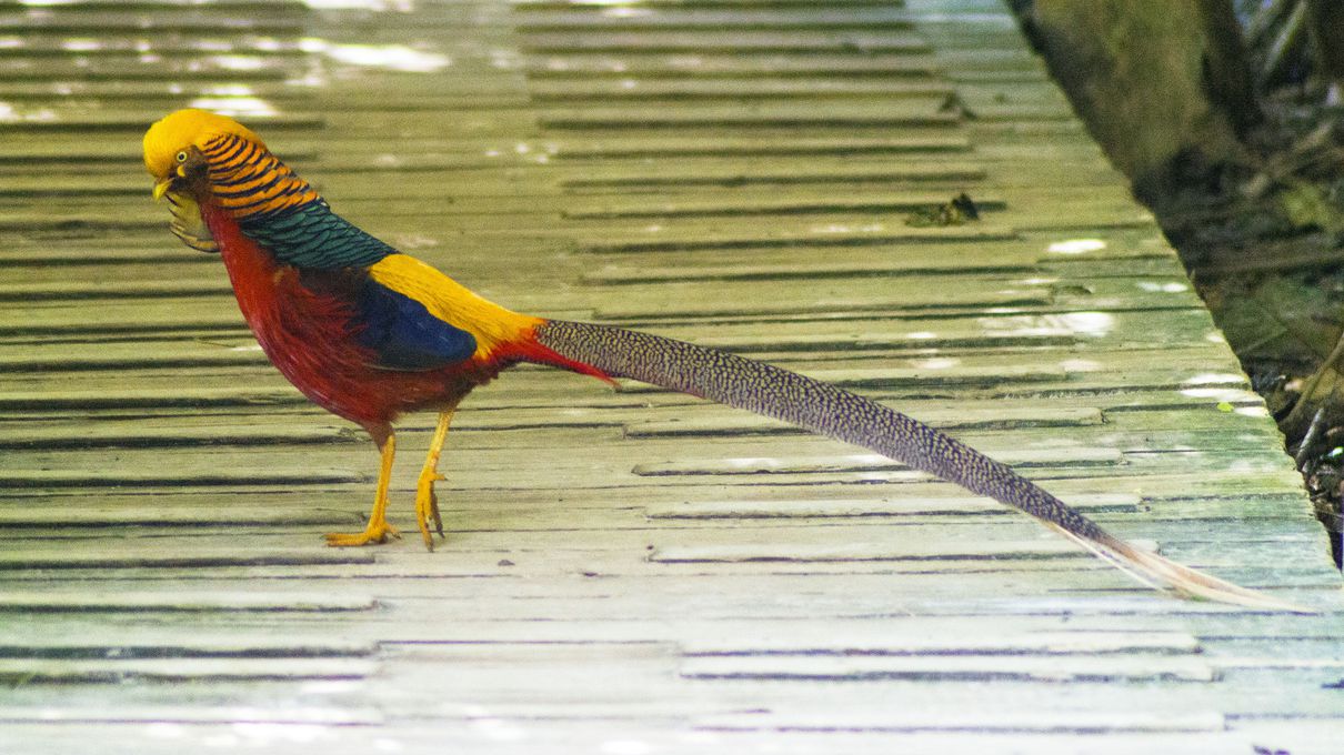 It's OK If You Don't Know Much About Animals. Take This Quiz to Learn Something New Golden pheasant