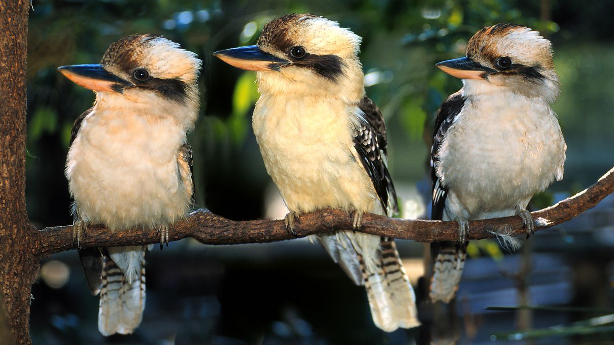 Bird Identification Quiz Kookaburra