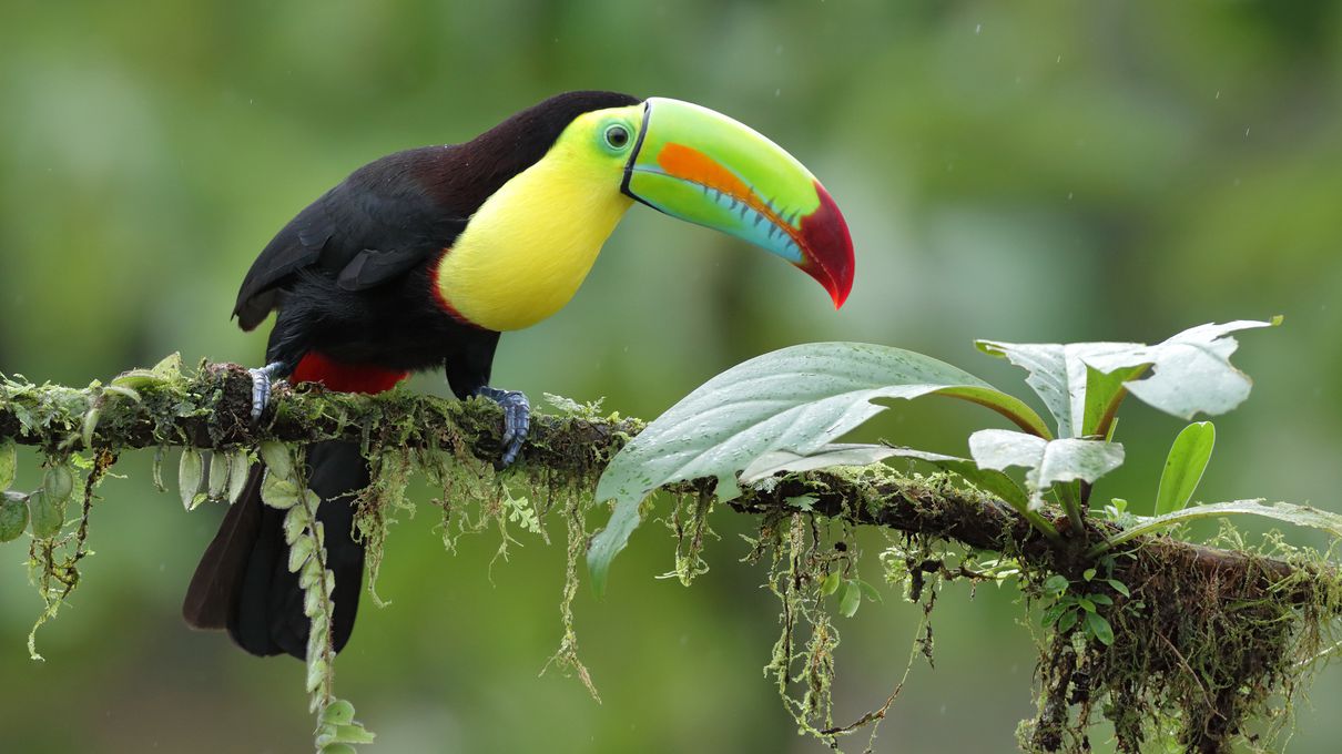 T Trivia Quiz Toucan