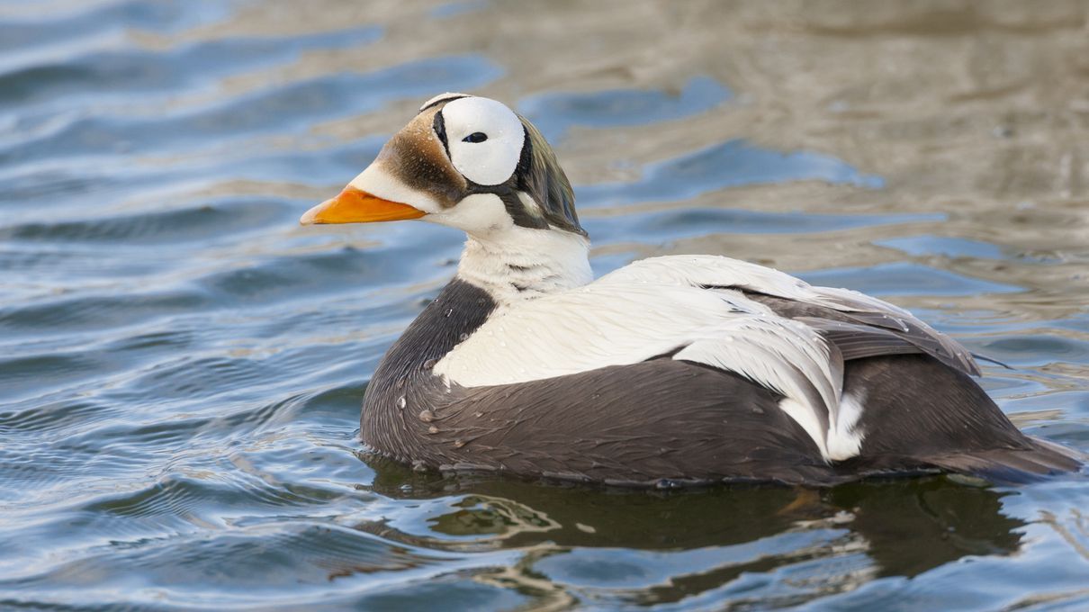 This Animal Quiz Might Not Be Hardest 1 You've Ever Taken, But It Certainly Isn't Easy Spectacled eider
