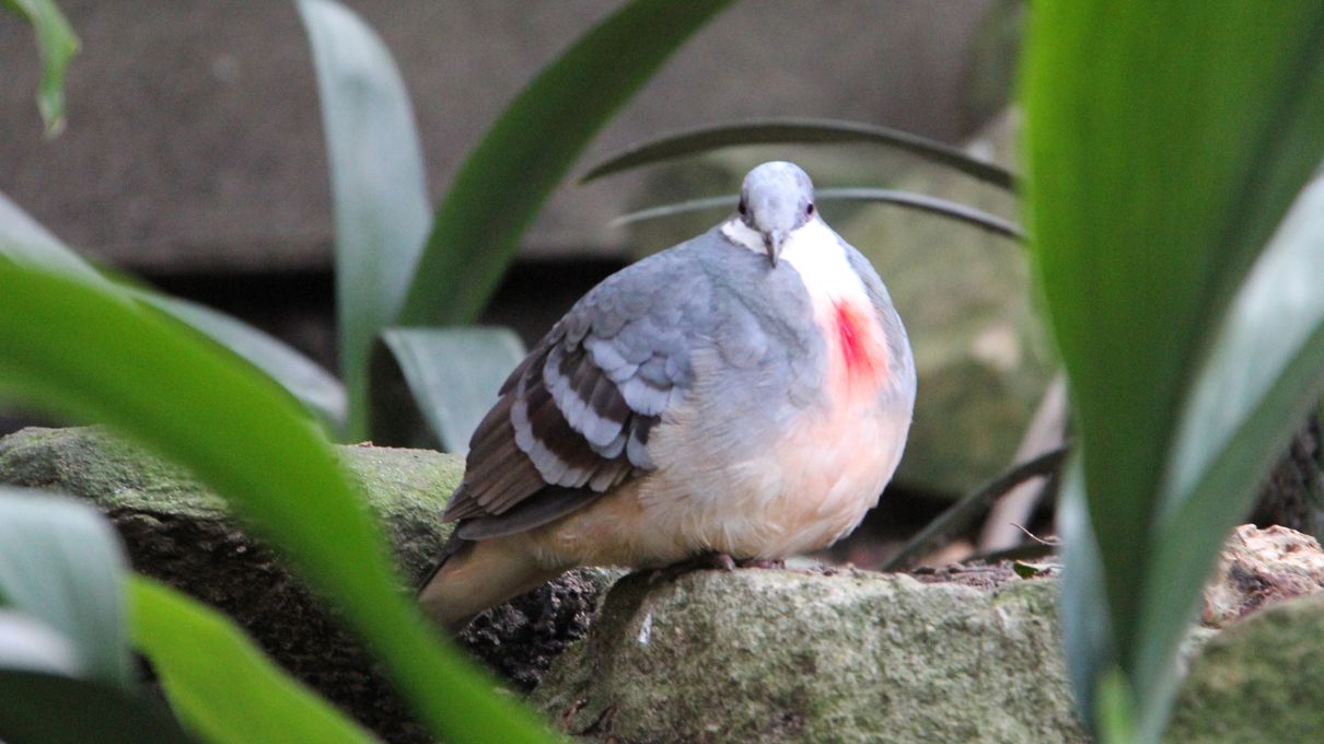 Those With Encyclopedic Knowledge Will Get 15 On This Quiz Bleeding heart pigeon