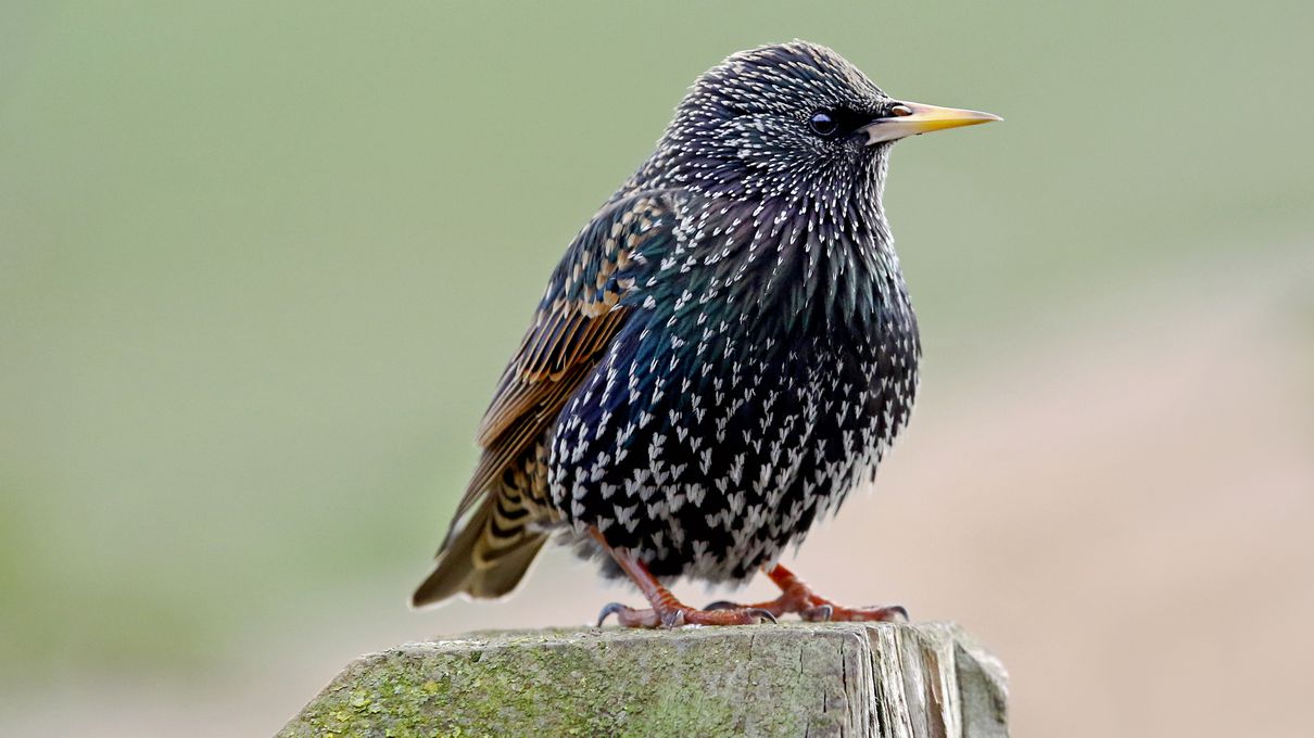 💡 If You Are a General Knowledge Know-It-All, You Shouldn’t Break a Sweat Answering 19 of These 25 Questions Correctly European starling